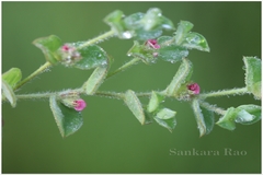 Indigofera cordifolia